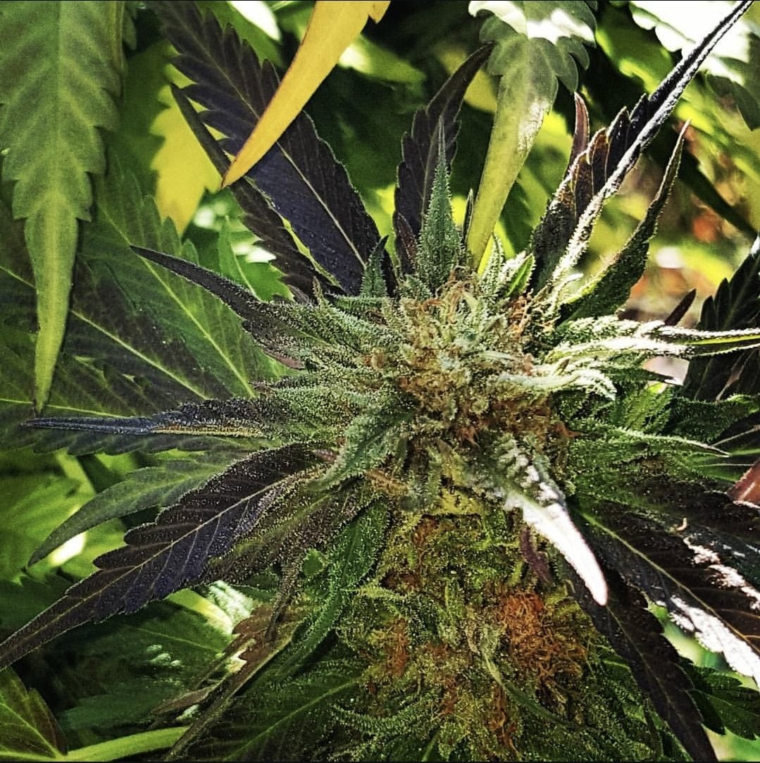 Here's a cut i haven't seen in well over a decade. Casey Jones is trainwreck and diesel. I have seeds here of this I crossed to afghan landrace from world of seeds but have never popped them. Here is the Casey Jones I had for a long time..