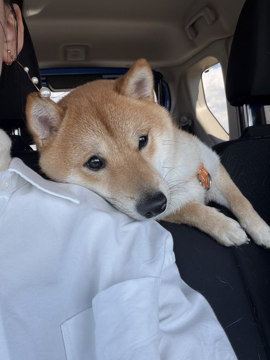 豆柴🐶育三郎 tweet media