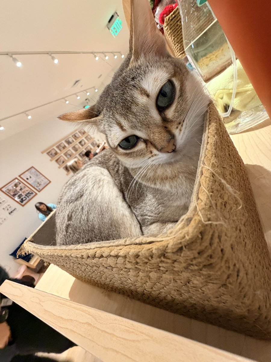 𝙃𝙑𝘿𝙀𝙎 tweet media