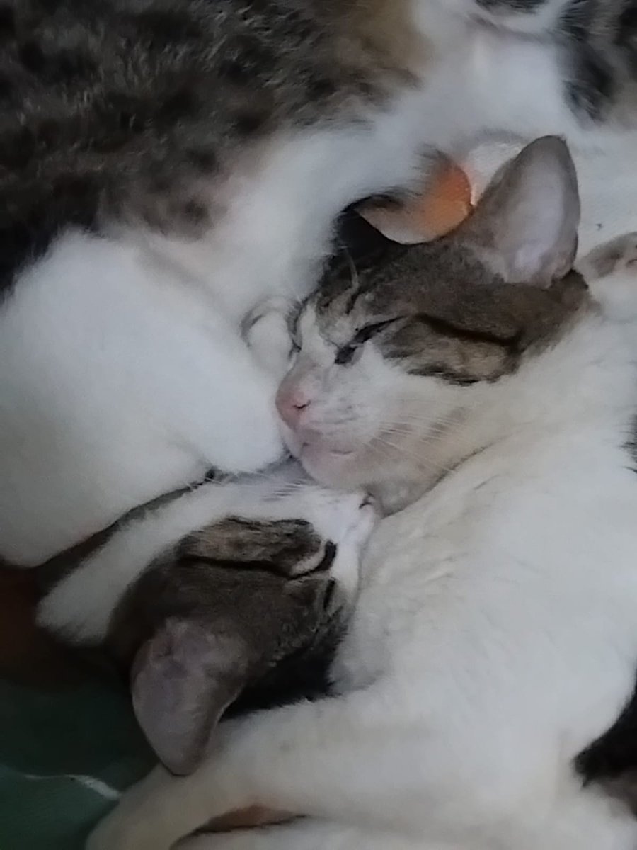 oi quem der rt eu dou um cheiro ajudem essa alma caridosa chamada Chico doido. Ele tá doentinho não tá comendo nada to precisando por água na seringa, só vou poder ir pro veterinário segunda e sei que medicamentos são salgados. O pai dele, o da segunda fotinha, faleceu ano+