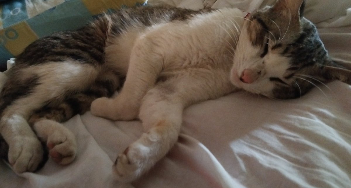 matiascaotico's tweet photo. oi quem der rt eu dou um cheiro ajudem essa alma caridosa chamada Chico doido. Ele tá doentinho não tá comendo nada to precisando por água na seringa, só vou poder ir pro veterinário segunda e sei que medicamentos são salgados. O pai dele, o da segunda fotinha, faleceu ano+ https://t.co/dLLnxOU78h
