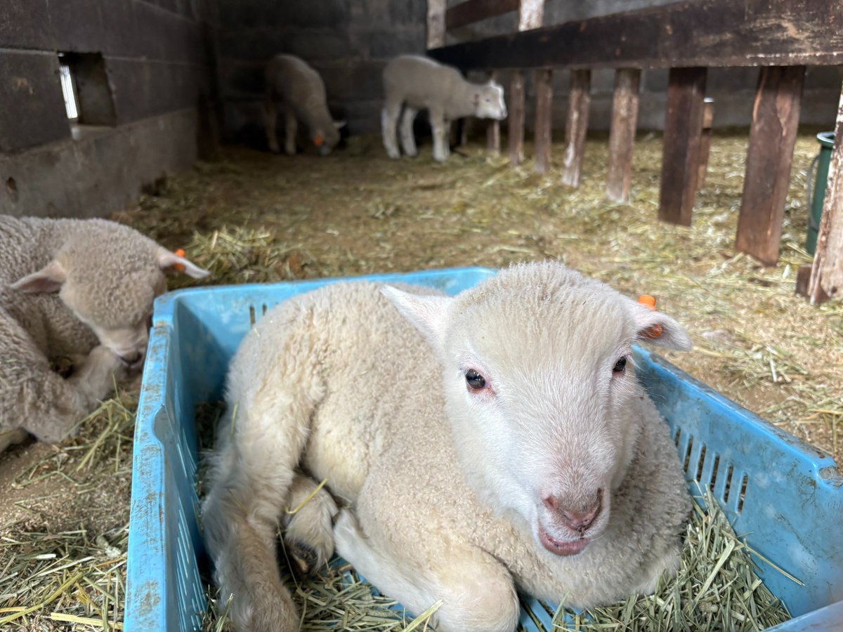 餌箱最高！②】 餌箱でくつろぐ仔ヒツジさん🐑 どうやら仔ヤギも仔