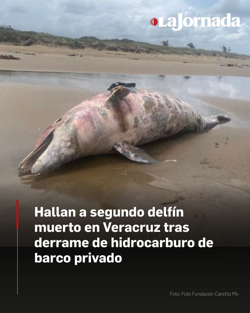 🐬 La Fundación Caretta Mx denunció el hallazgo y señalaron que temen que las muertes de los delfines estén directamente relacionadas con el derrame de chapopote que desde hace días se presenta en las playas de #Veracruz

Es el segundo defín hallado sin vida en la zona.