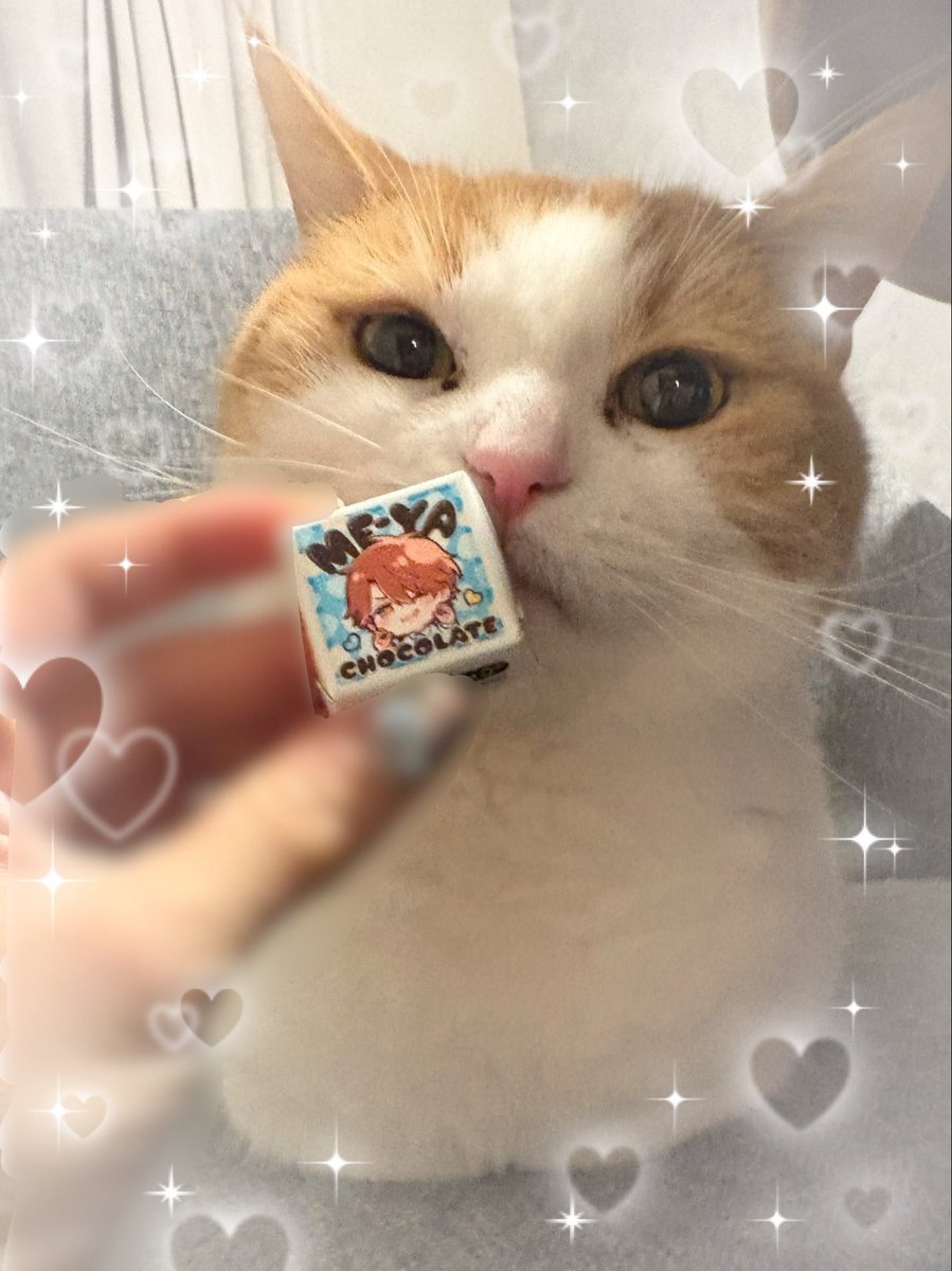 7m_y3's tweet photo. ぴーくんと写真撮れなかったのでころちくんと(きのう)🐱 https://t.co/xqnOulVYSy