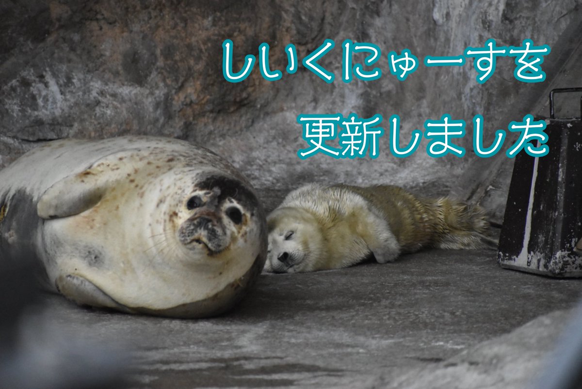 【お知らせ】2026-03-15

しいくにゅーすを更新しました

「ゴマフアザラシが出産しました」

city.asahikawa.hokkaido.jp/asahiyamazoo/n…

#旭山動物園 #asahiyamazoo