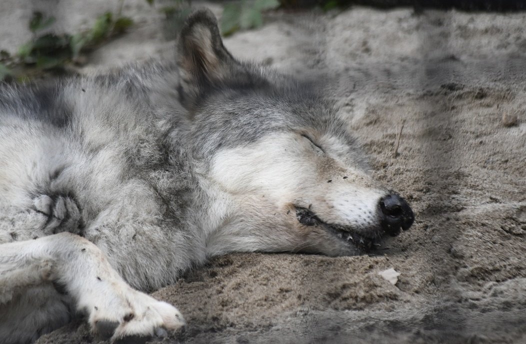 世界一可愛い寝顔🐺💙