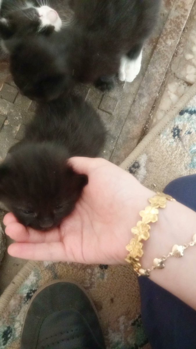 جـنى tweet media