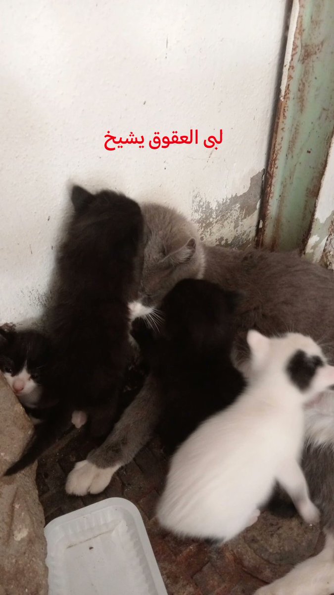 جـنى tweet media