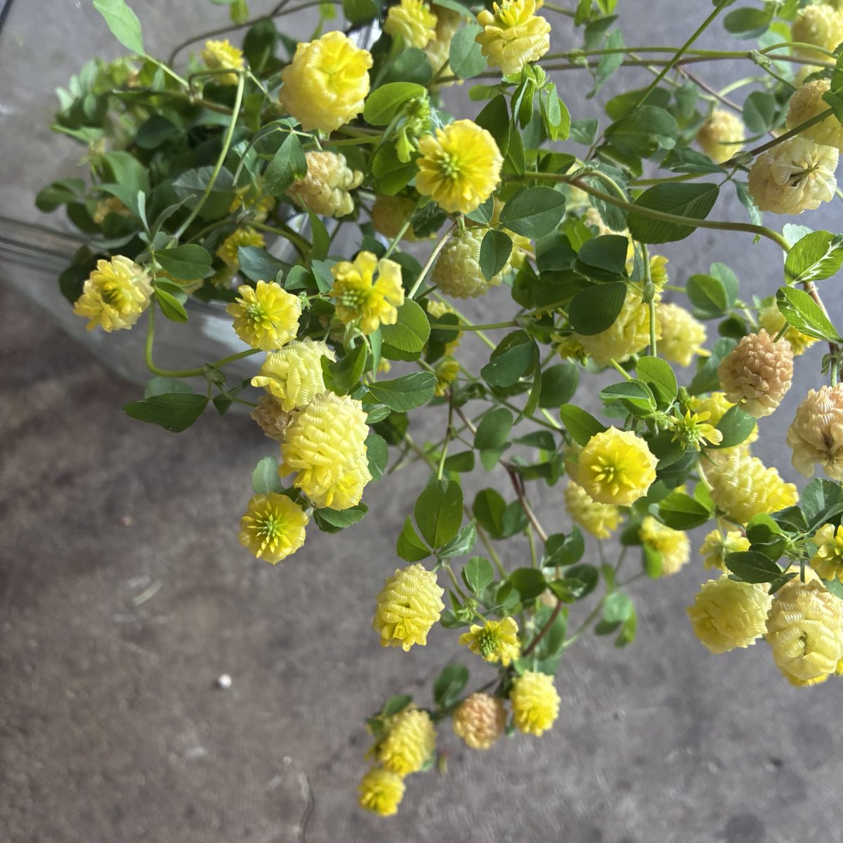 d`ici peu tweet media