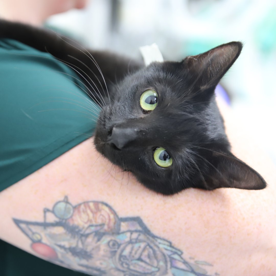 Calgary Humane Society tweet media