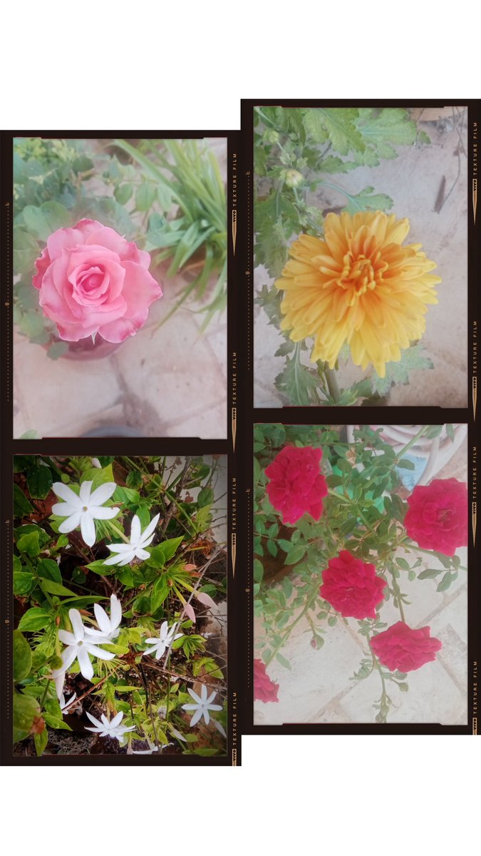 நீ பேசும் வார்த்தைகள் 
பூவாகும் 😍😍