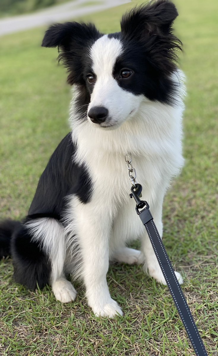 Border collie Rem tweet media