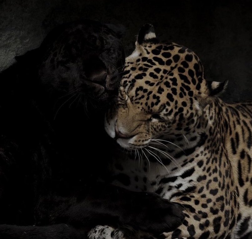 ⤷ prix ˎˊ˗ tweet media