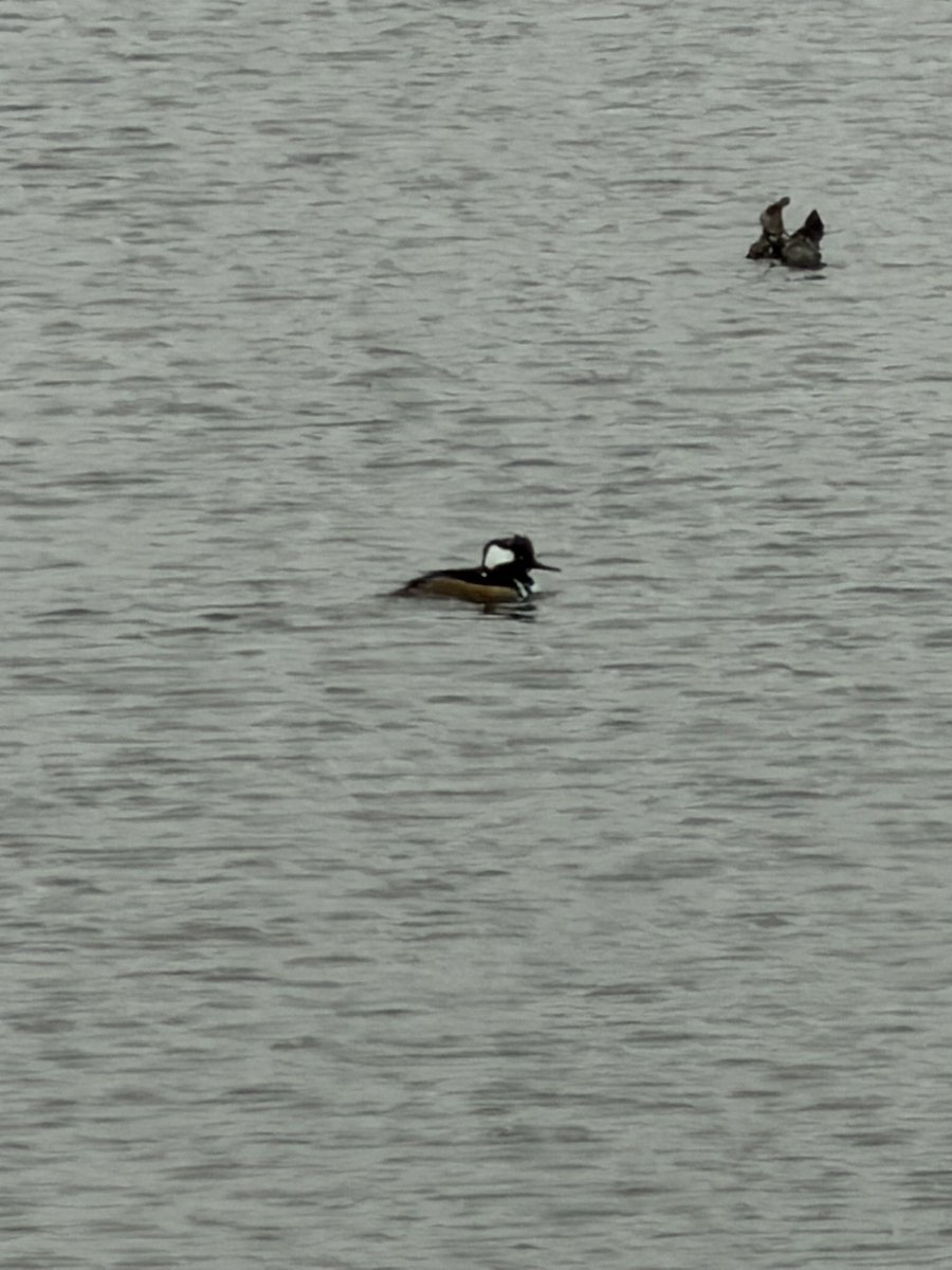 Danny Schoen tweet media