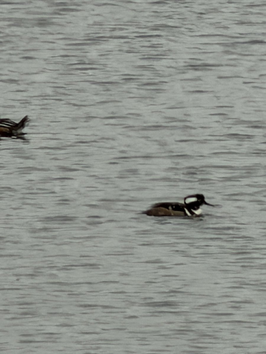 Danny Schoen tweet media