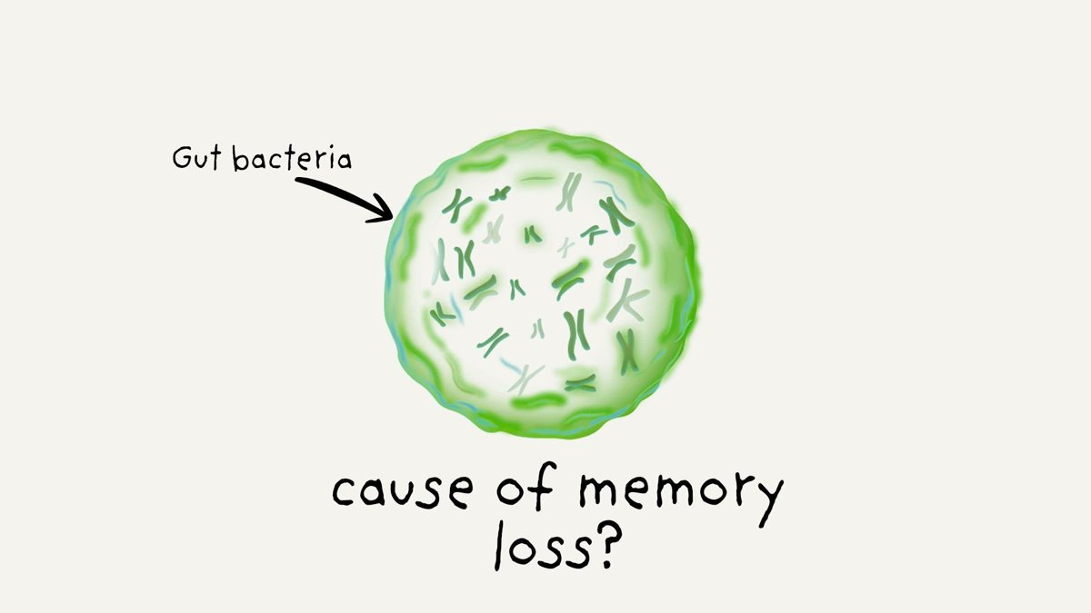 kazinform_eng's tweet image. #Scientists uncover new #evidence that changes in #gutbacteria may play major role in memory decline as people #age
qazinform.com/news/gut-bacte…
#science 
#gutbacteria 
#age