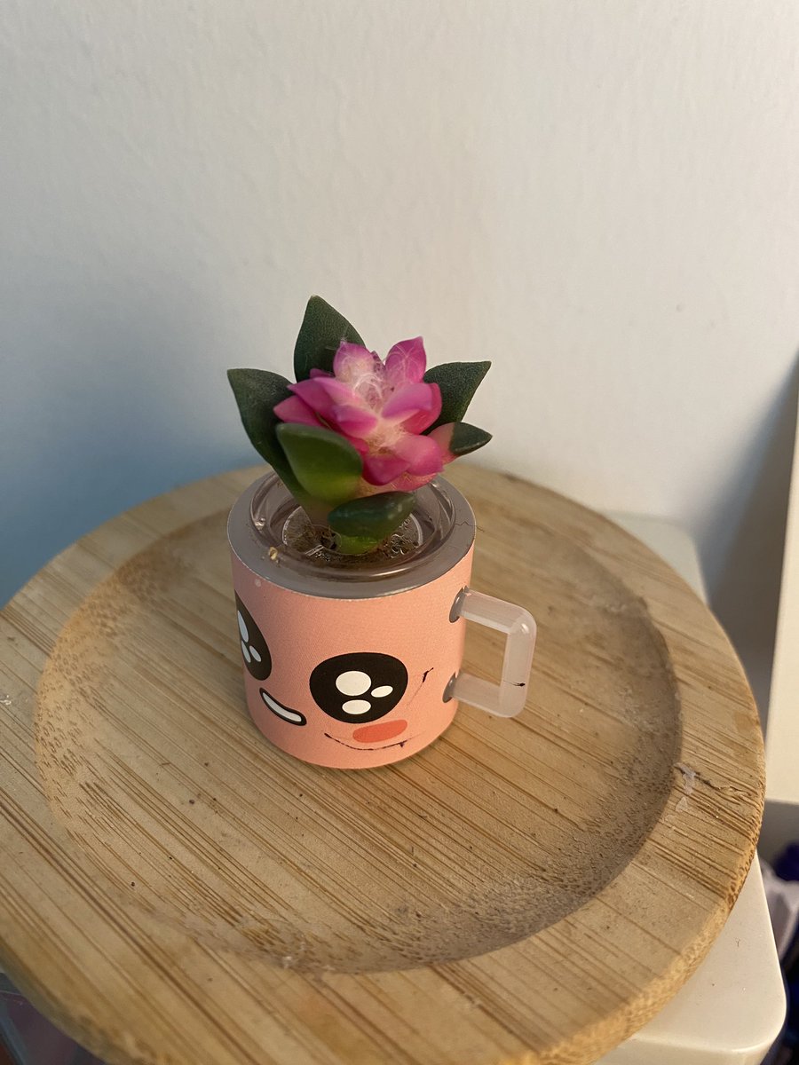 สวัสดีเช้าวันอาทิตย์ด้วยต้นไม้จิ๋ว
น้องมาจากเกาหลีประคับประคองมาเกือบไม่รอด น้องจะอยู่กับเราได้กี่วันมาดูกัน