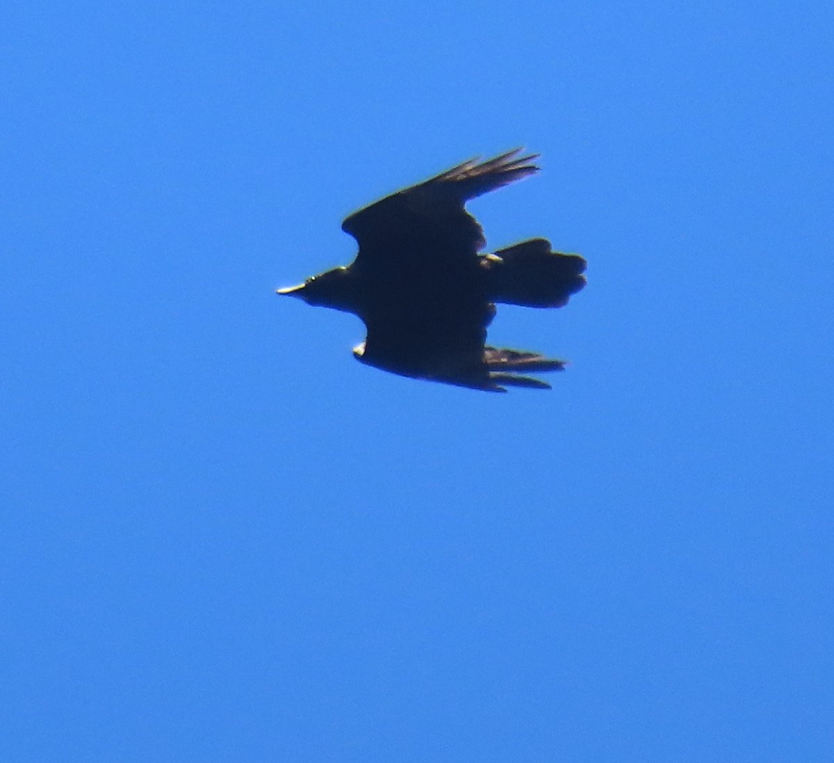 alexmwang1992's tweet photo. The common raven flew over The Cloisters, Fort Tryon Park. @BirdCentralPark #bridcpp https://t.co/nA7PqvNfis