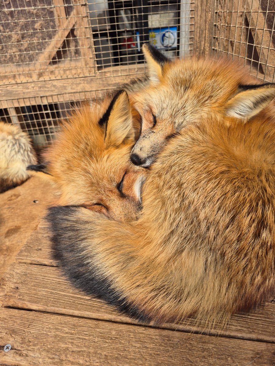 宮城蔵王キツネ村(公式)🦊 tweet media