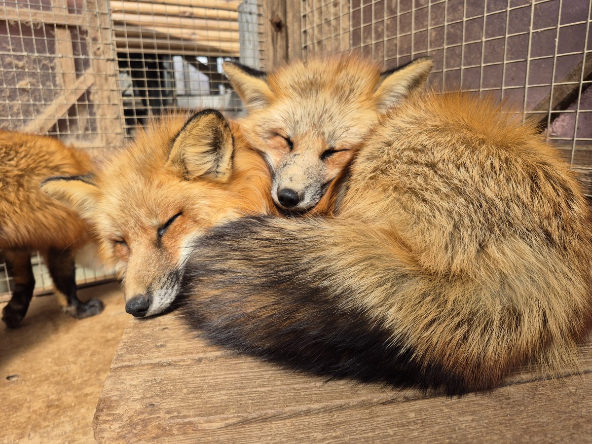 宮城蔵王キツネ村(公式)🦊 tweet media