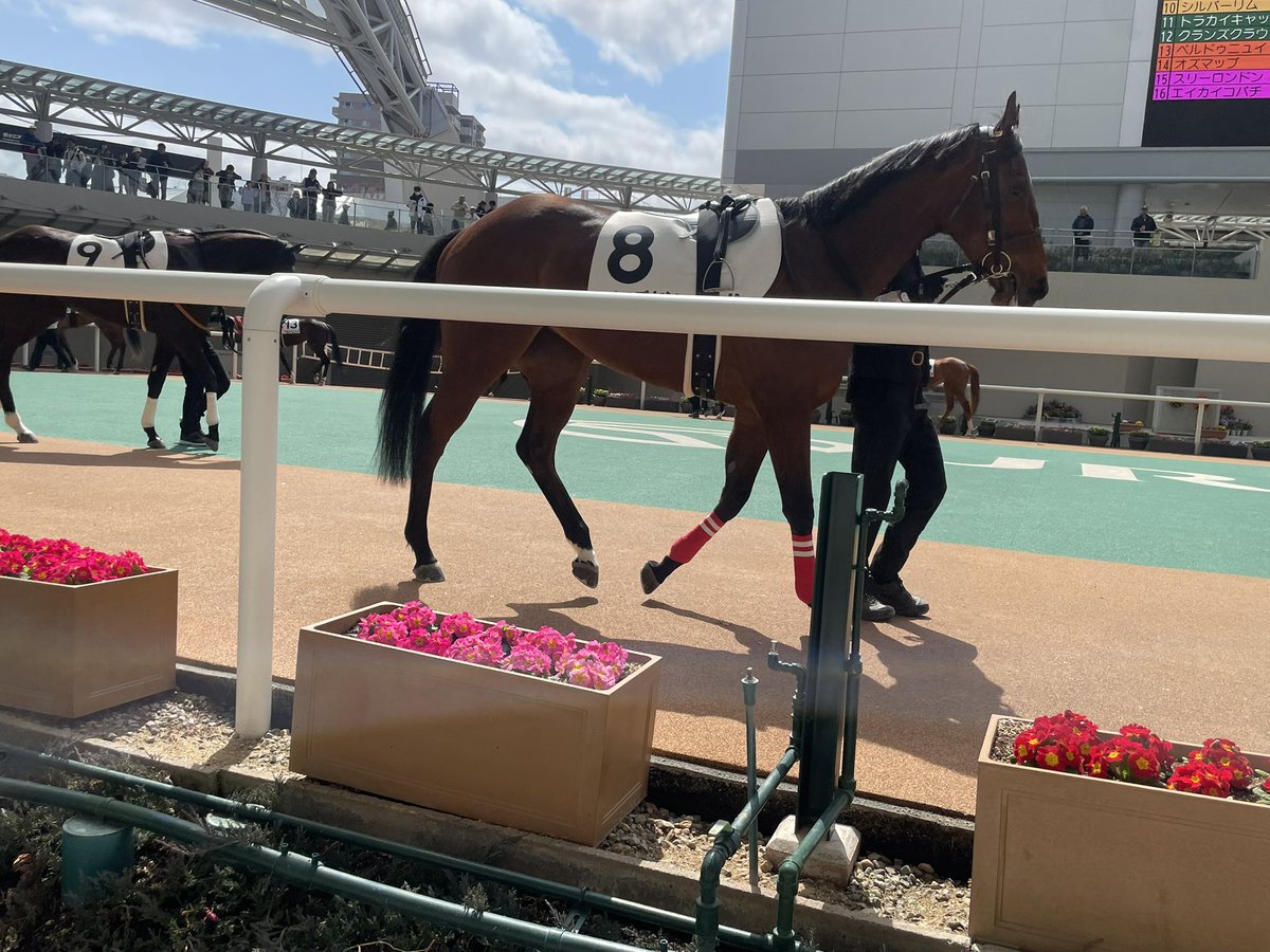 loveyan1800's tweet photo. モズラブヤン　阪神5R   

今年2戦目❗️ 

頑張ってやぁ〜　ラブヤン https://t.co/wcCxtL238s