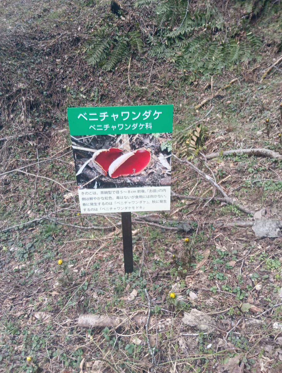 Hubce12's tweet photo. ベニチャワンダケ　シロキツネノサカズキモドキ　七二会小坂の福寿草群生地では不思議なキノコが見られる。 https://t.co/i5gpgZoSYO