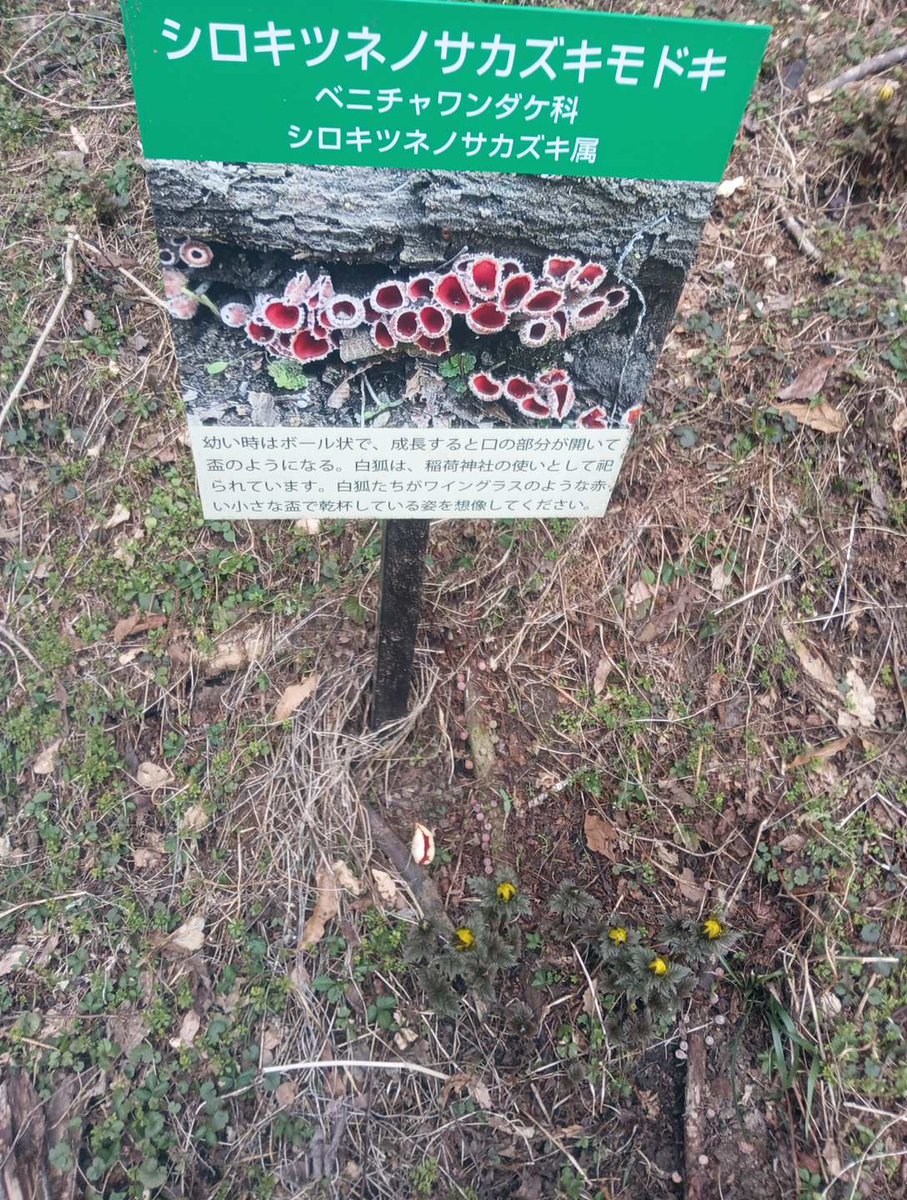 Hubce12's tweet photo. ベニチャワンダケ　シロキツネノサカズキモドキ　七二会小坂の福寿草群生地では不思議なキノコが見られる。 https://t.co/i5gpgZoSYO