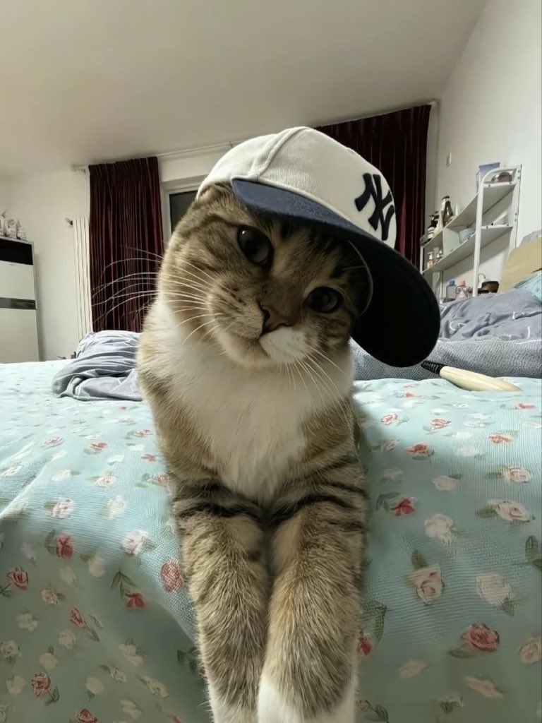 cutest cats tweet media