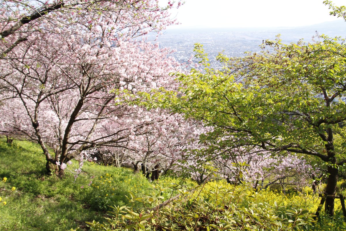 春らしい日差しを浴びて、春めき桜がほぼ満開になっております。

#あぐりパーク嵯峨山苑 #菜花まつり