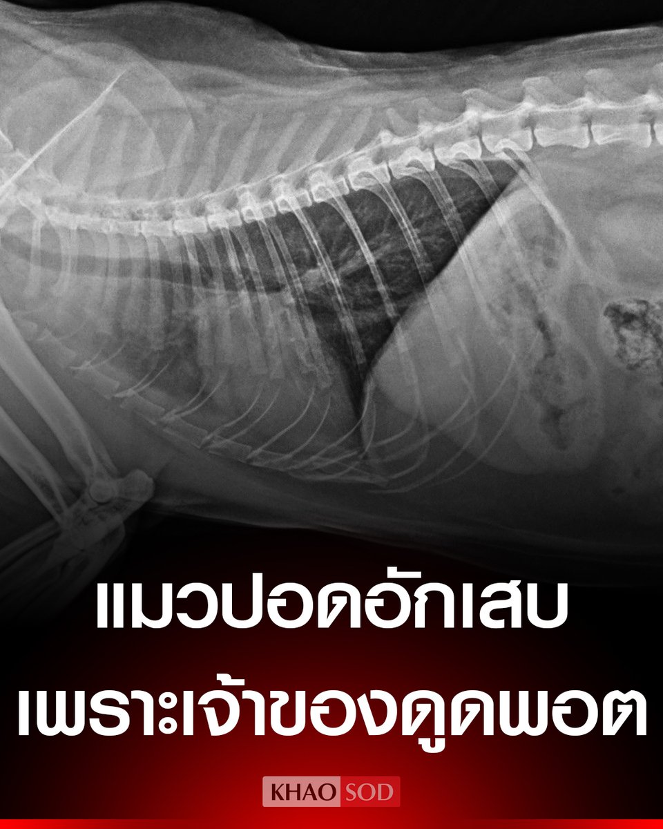 เปิดเคส แมวปอดอักเสบ เพราะเจ้าของดูดพอต เผยจุดสังเกตอาการเบื้องต้น