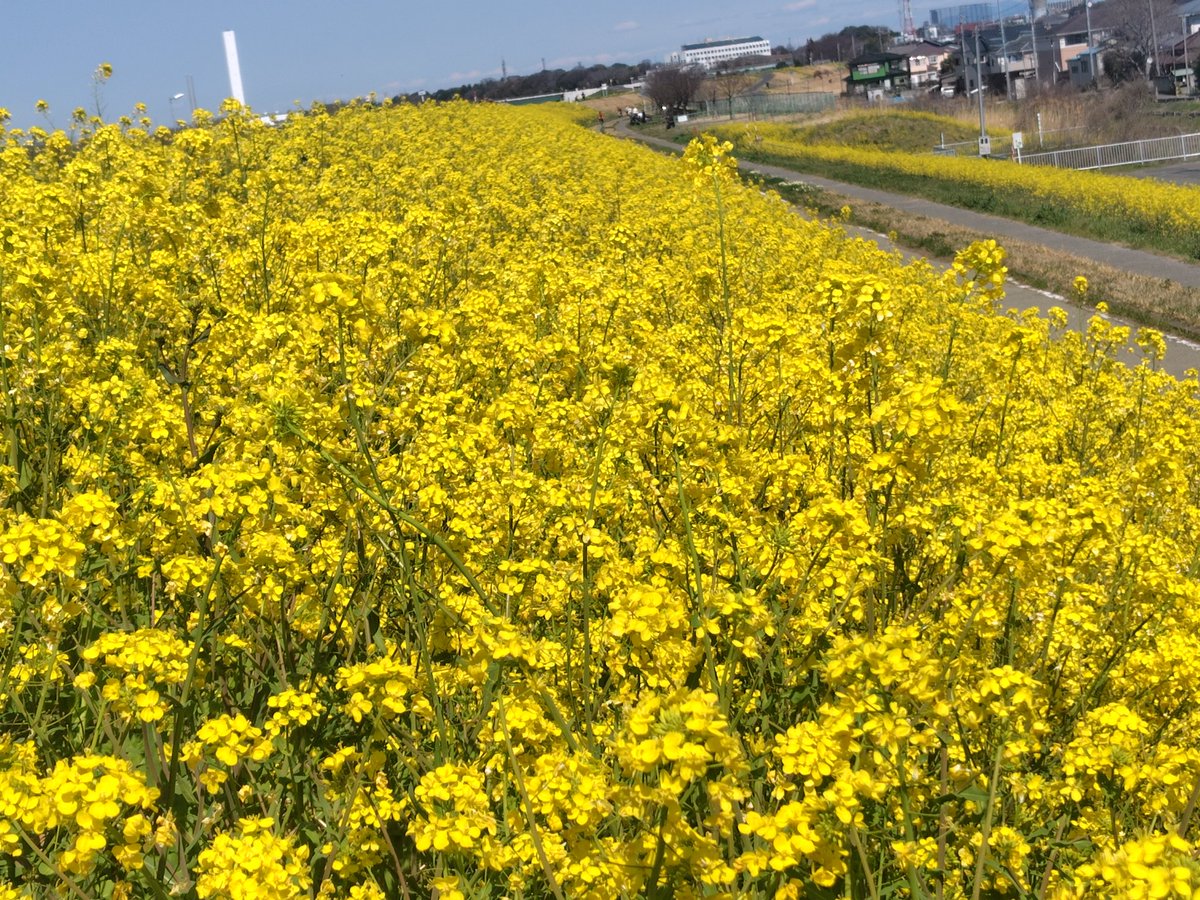 fizzy99's tweet photo. 土手一面の菜の花
花の香りと形容したいが、あまりに濃すぎて完全に匂いと言わざるを得ない https://t.co/23ciWBrCZg