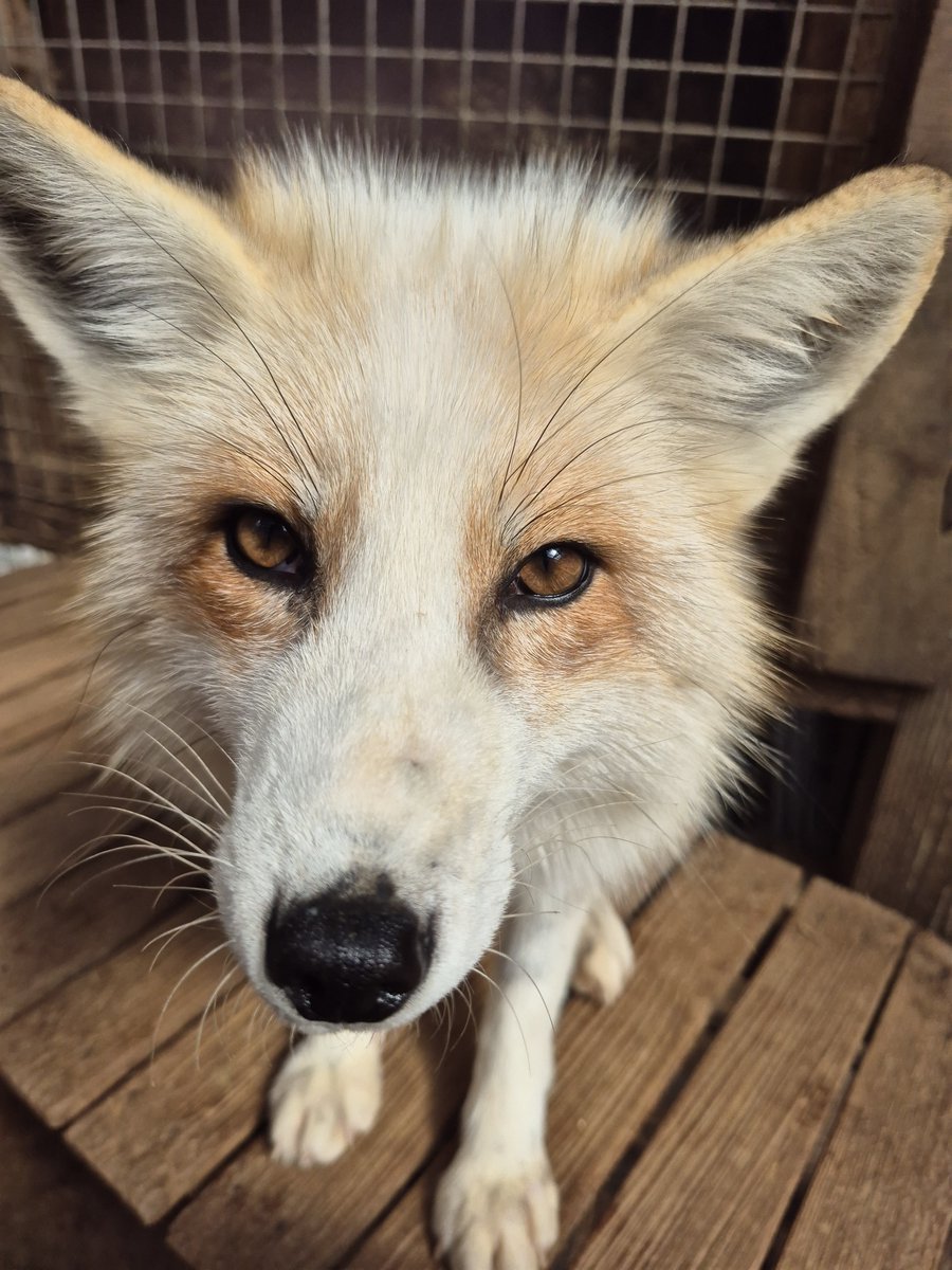 宮城蔵王キツネ村(公式)🦊 tweet media