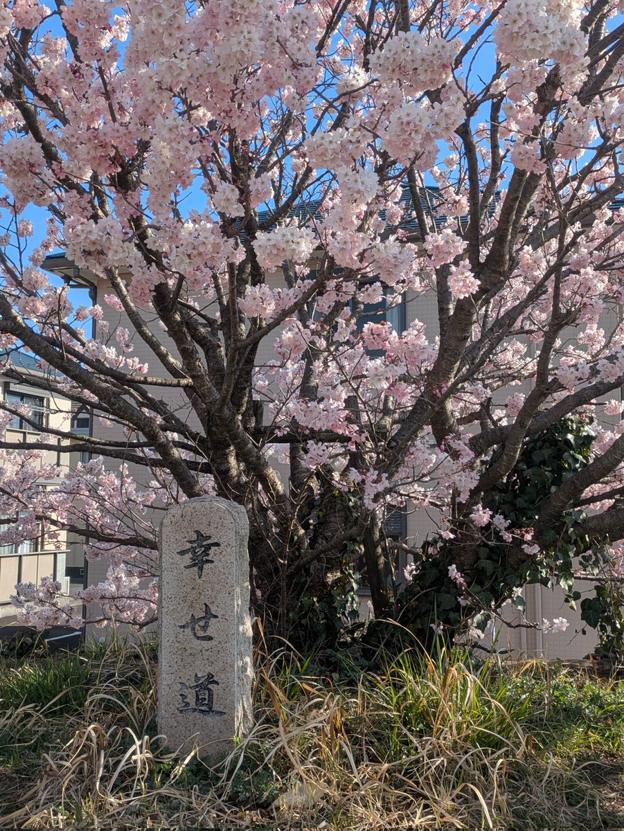 LoveLab18014701's tweet photo. 朝撮れ📷️👟
さくら🌸便り https://t.co/AI8XOmke3I
