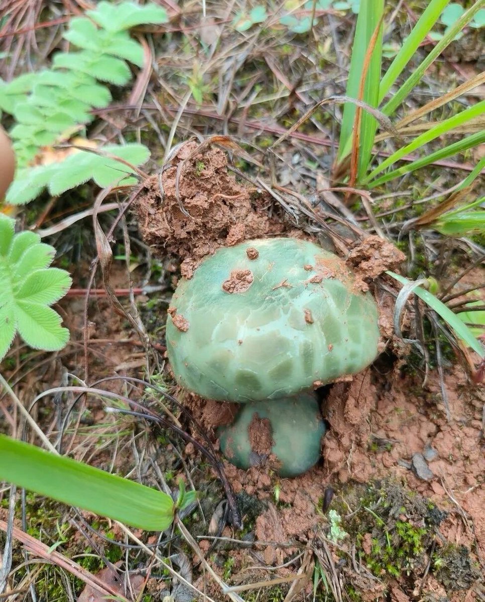 李崟(互关) tweet media