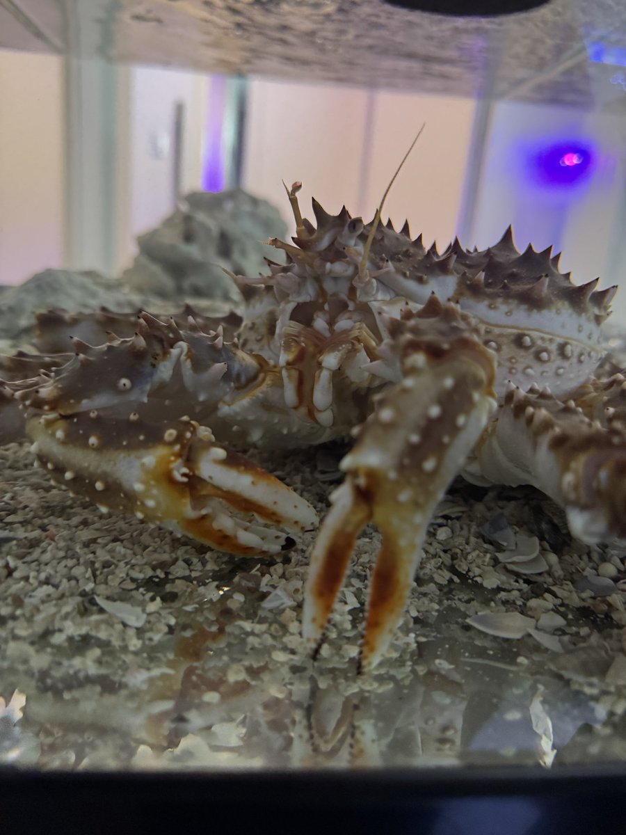 水ラーメン tweet media