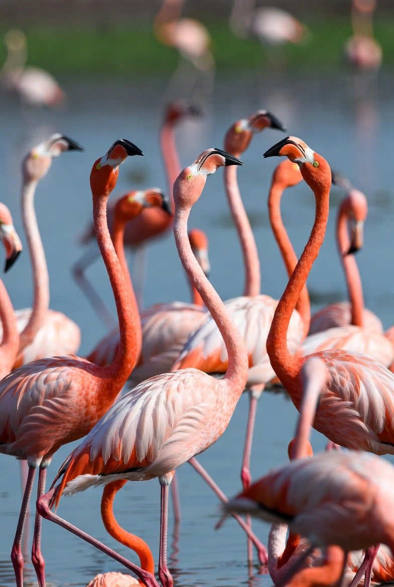 A flock of flamingos is called a “flamboyance.” Perfect name for birds that look like they’re always posing dramatically in pink.