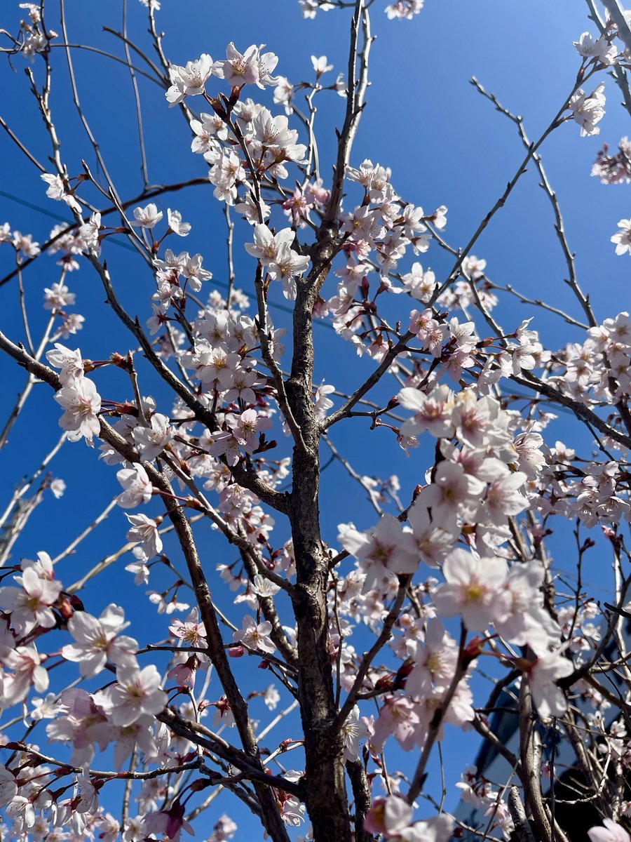 桜🌸
義実家で咲いてた
今日は春を感じるね