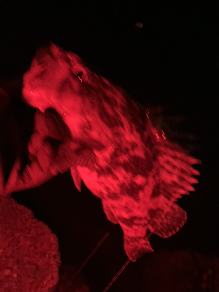 尺ったかと思ったのは内緒

昔たまに釣れてたヨロイメバルを久しぶりに釣りたいな...