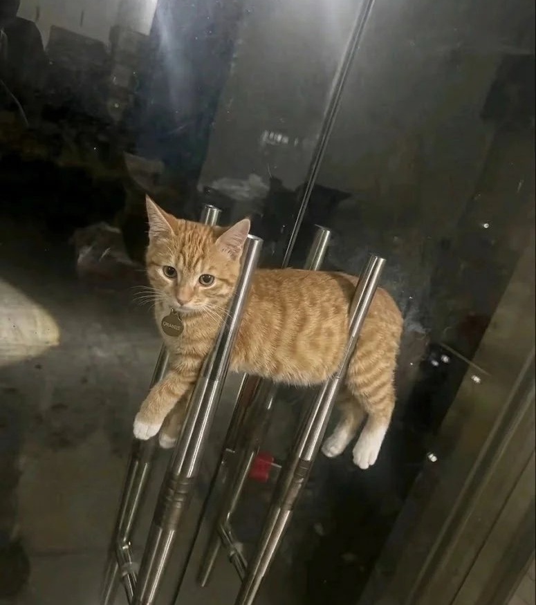 고양이는 왜 이럴까 tweet media