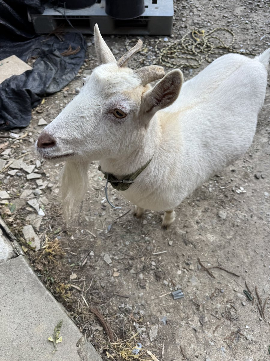 ごろー tweet media