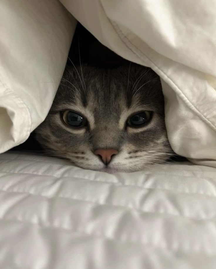 nekocatts's tweet photo. https://t.co/gbFqATyMKi