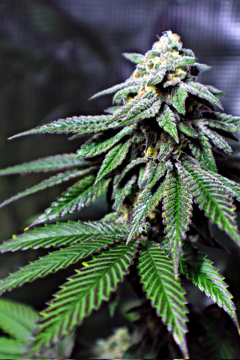 If you grow personal, the key to growing great weed, is not giving a fuck if it's up to anyone on the internets standards.

 Your standards are the only ones that matter for your weed