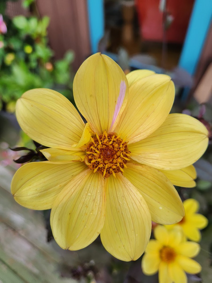 🌱 Shannon Walsh 🦋🦋🦋 tweet media