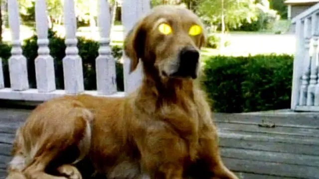 Roberto Vespasiano tweet media