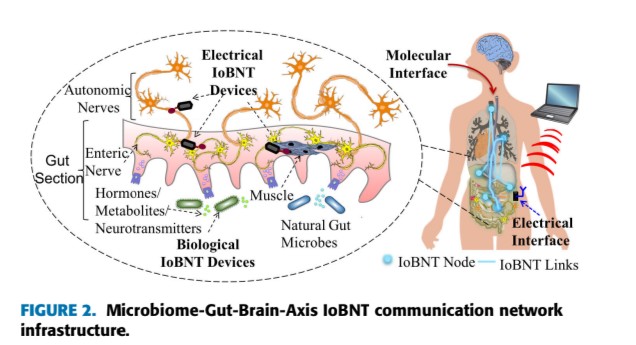 Ryansikorski10's tweet photo. The digital nobility and the elite are tapping into people's vagus nerve for a bi-directional wireless communication mechanism for the Internet of BioNano Things (IoBNT). They are utilizing the gut-biome-brain-axis to control the mind thru the gut and vice versa.

Microbiome-Gut-Brain Axis (MGBA) as a Biomolecular Communication 
Network for the Internet of Bio-NanoThings

This article discusses the utilization of the MGBA as an IoBNT communication network infrastructure to transmit and receive information generated by and/or directed to electronic and biological devices where this infrastructure is also envisioned to communicate with the external environment through dedicated molecular (alimentary canal) and electrical (wireless data transfer through skin) interfaces.

https://t.co/NZJyf3hvgO

Synthetic Molecular Communication (MC) via Biological Transmitters: Therapeutic Modulation of the Gut-Brain Axis

Synthetic molecular communication (SMC) is a key enabler for future healthcare systems in which Internet of Bio-Nano-Things (IoBNT) devices facilitate the continuous monitoring of a patient’s biochemical signals. To close the loop between sensing and actuation in these systems, both the detection and the generation of in-body molecular communication (MC) signals is key. 

However, generating signals inside the human body, e.g., via synthetic nanodevices, still poses a major research challenge in SMC, due to technological obstacles as well as legal, safety, and ethical issues. In contrast to many existing studies, this paper considers an SMC system in which signals are generated indirectly via the modulation of a natural in-body MC system, namely the gut-brain axis (GBA).

We propose to leverage personal health data, e.g., data gathered by in-body IoBNT devices, to overcome this research gap and design more versatile and robust GBA modulation-based treatments as compared to the existing ones. 

To show the feasibility of our approach, we first define a catalog of theoretical requirements for therapeutic GBA modulation. Then, we propose a machine learning model to verify these requirements for practical scenarios when only limited data on the GBA modulation is available. By evaluating the proposed model on several published datasets, we confirm its excellent accuracy in identifying different modulators of the GBA. Finally, we utilize the proposed model to identify specific modulatory pathways that play an important role for therapeutic GBA modulation.

https://t.co/gc76D1NTy6