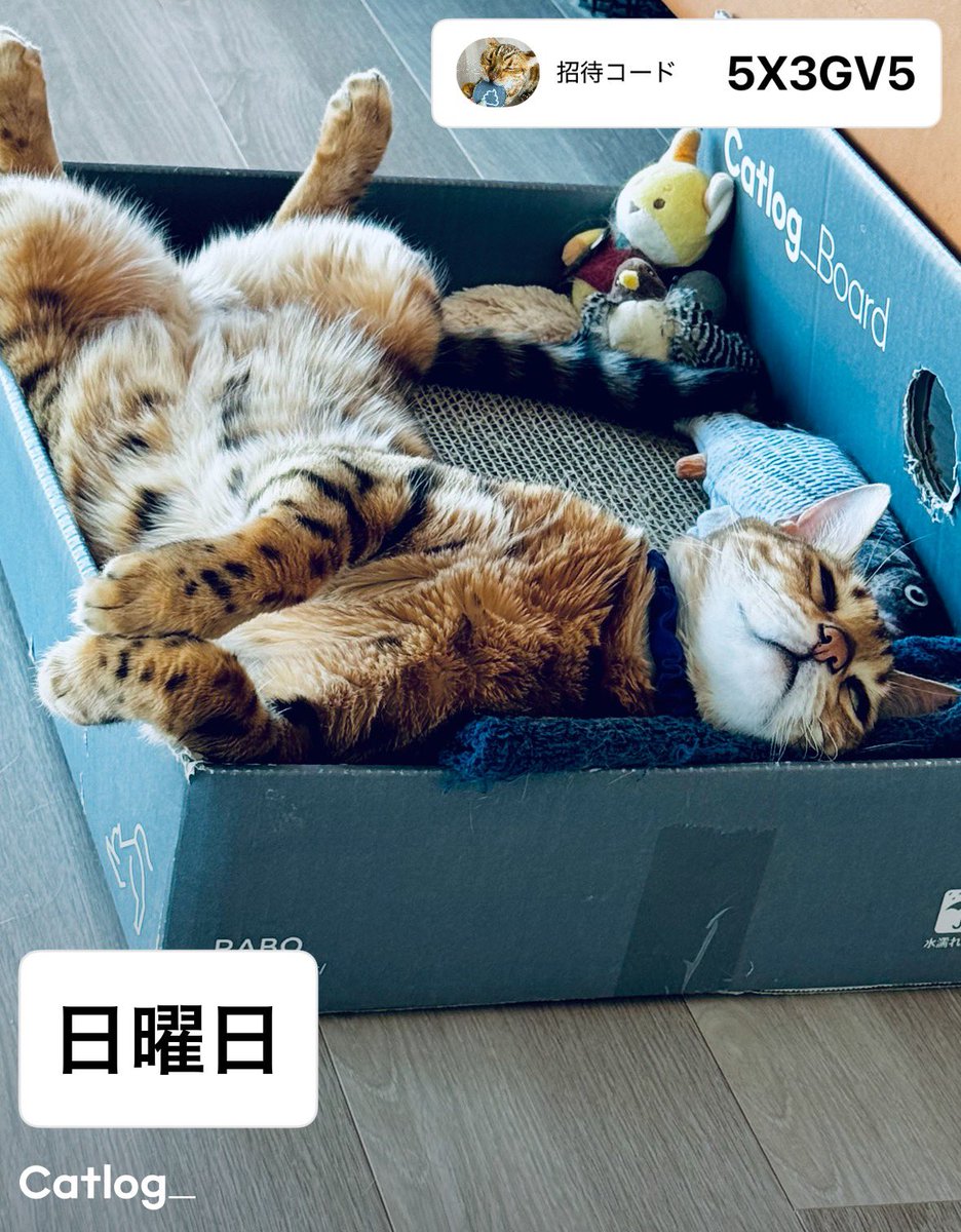 Catlog（キャトログ） tweet media