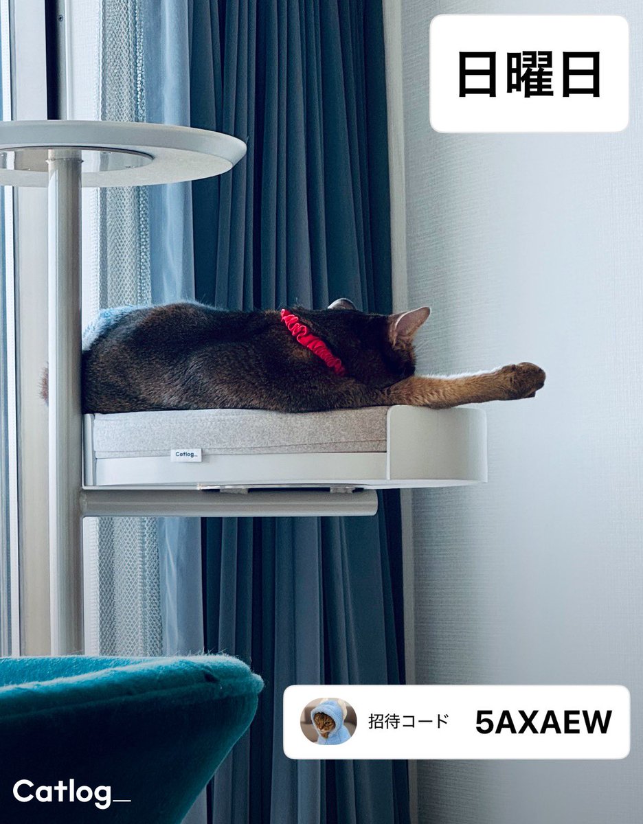 Catlog（キャトログ） tweet media