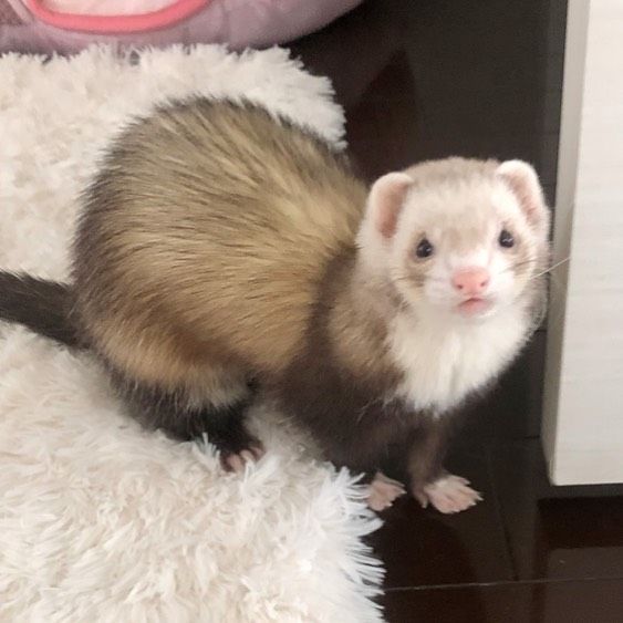 Ferret Every Hour (@ferretperhour) on Twitter photo 