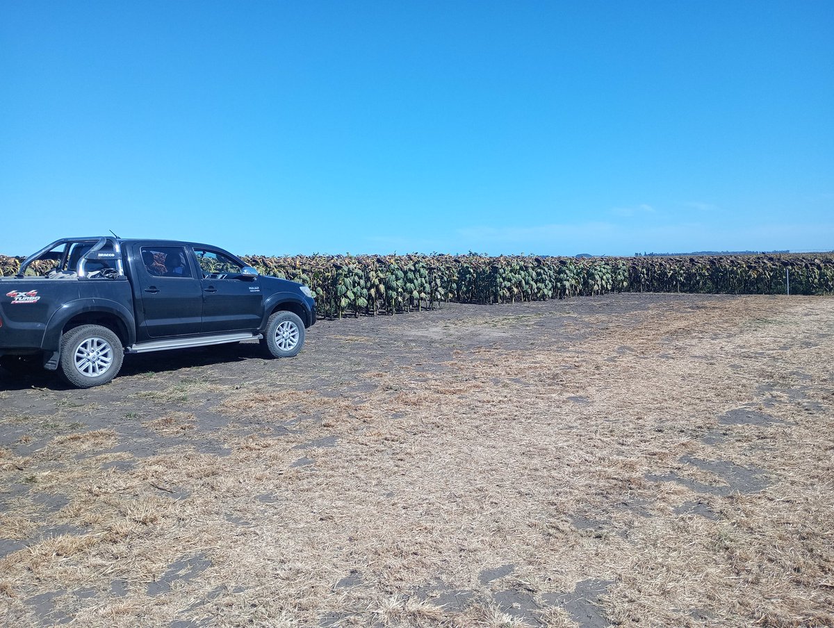 Patricio Heiland tweet media