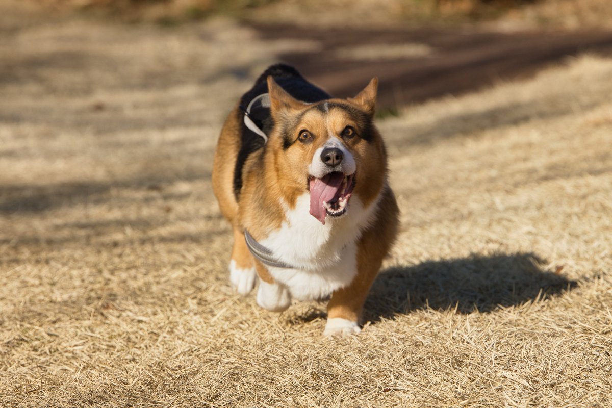 新しく買った望遠レンズで撮った犬
#今日の犬です